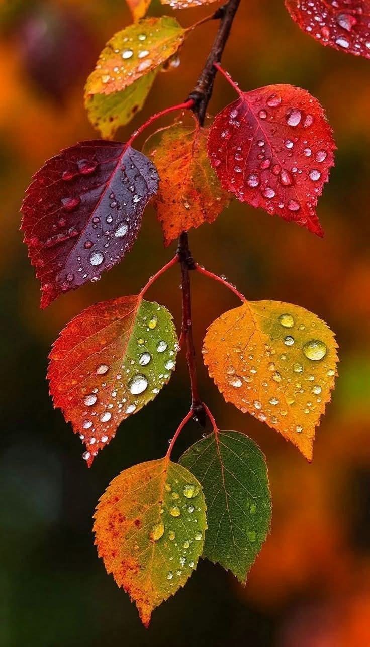 Renk Terapisi / Proficient - Yeterlik Seviyesi